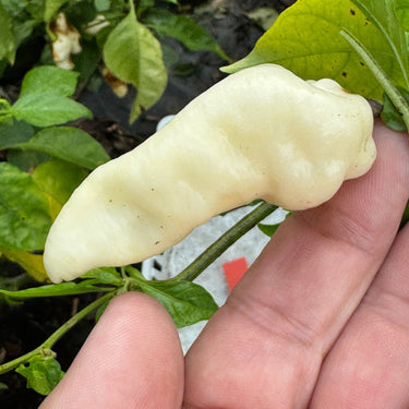 Banestrain White - Seeds - The Pepper Pantry (Formerly Marie Sharp's)